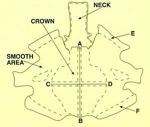 Ostrich Skin Diagram