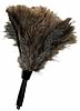 Ostrich Feather