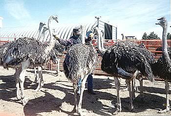 ostrich chicks