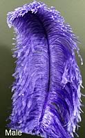 Male Ostrich Feather